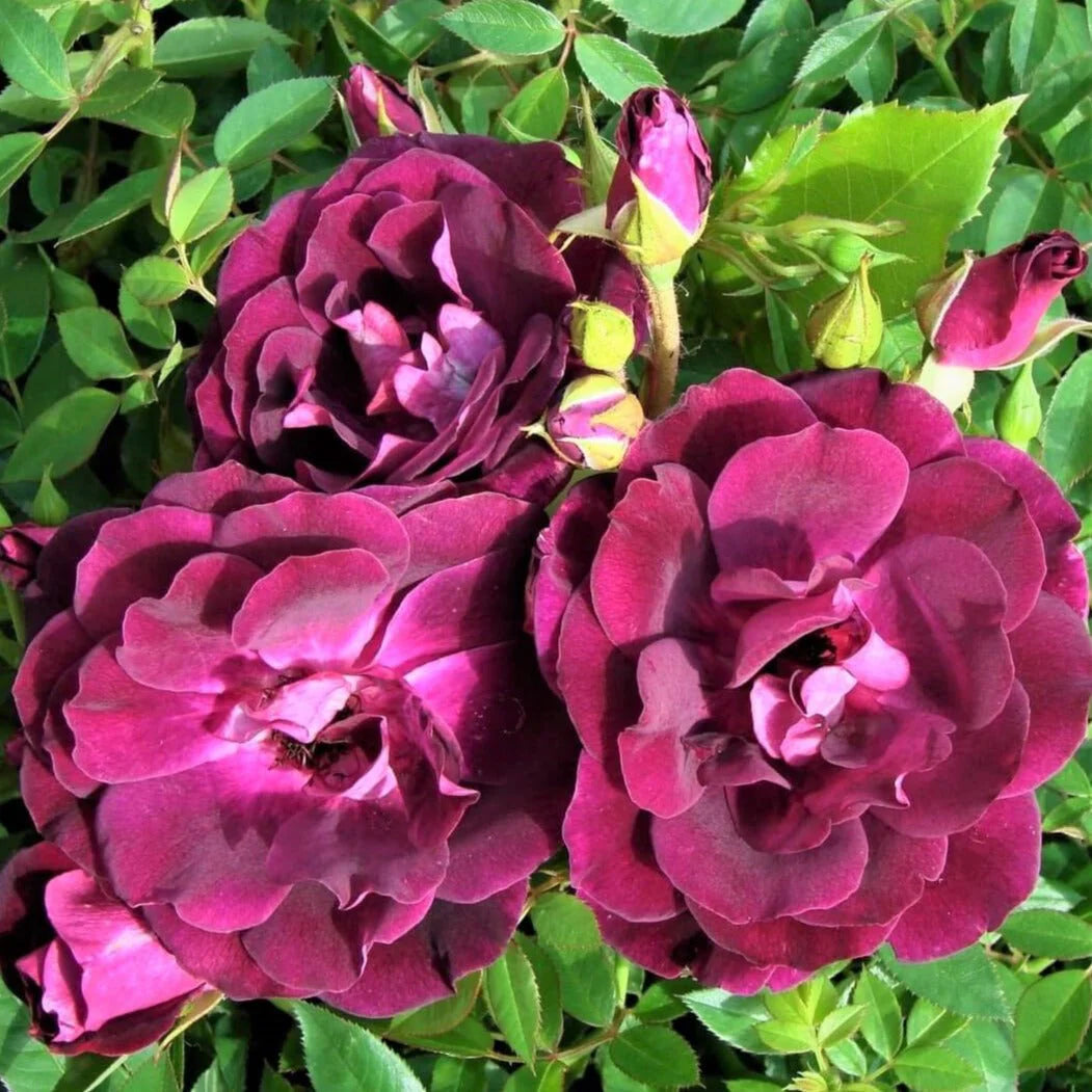 Rosa ‘Burgundy Iceberg’ (Burgundy Iceberg Standard Rose)