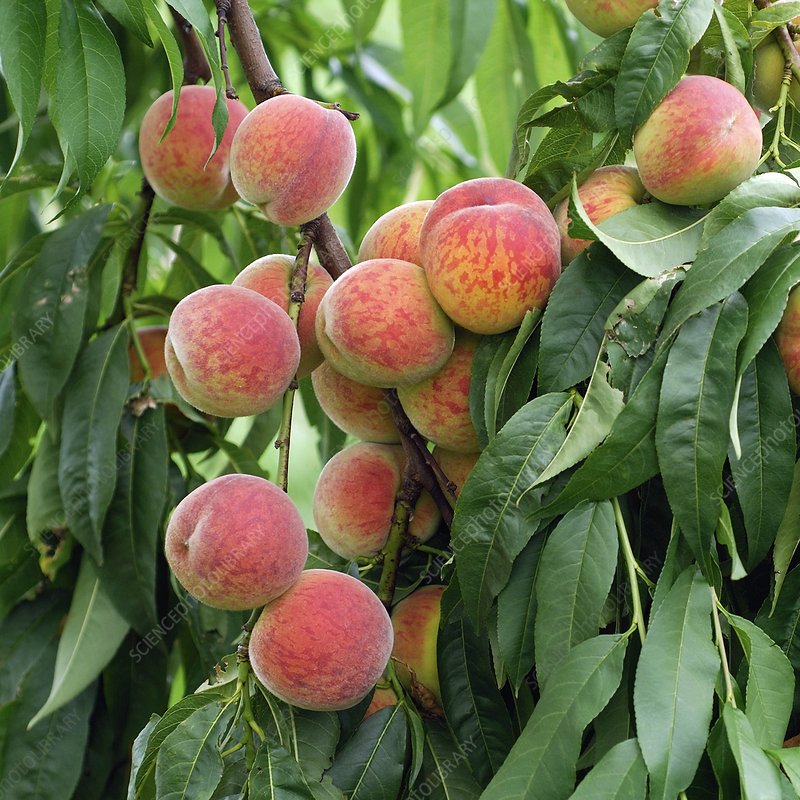 Prunus Persica ‘Anzac’ (Anzac Peach)