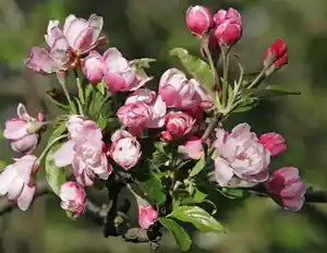Malus spectabilis ‘Plena’ (Plena Crab Apple)