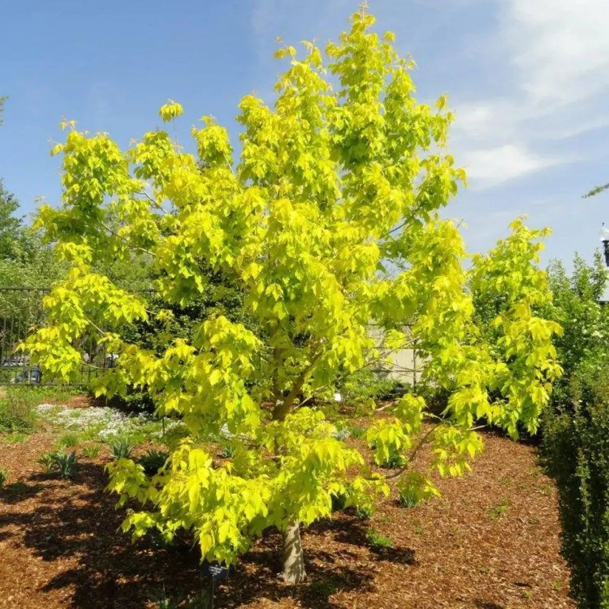 Acer Negundo ‘Kelly’s Gold’ (Kelly’s Gold Box Elder)