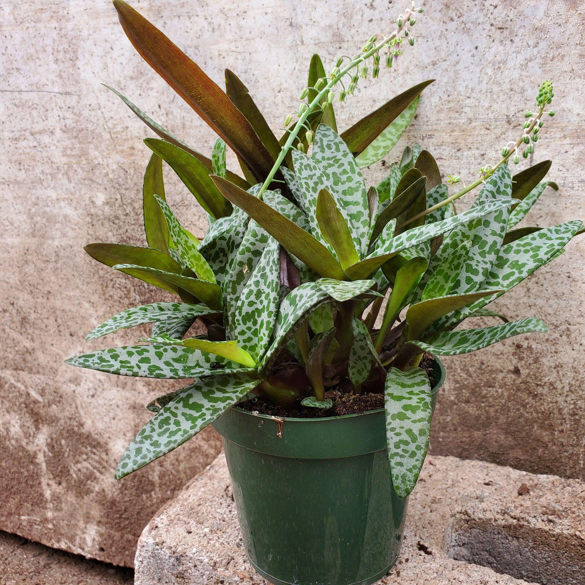 Ledebouria Socialis (Silver Squill)