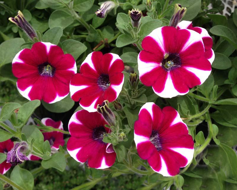 Petunia × Hybrida ‘Hot Lips’ (Hot Lips Petunia)
