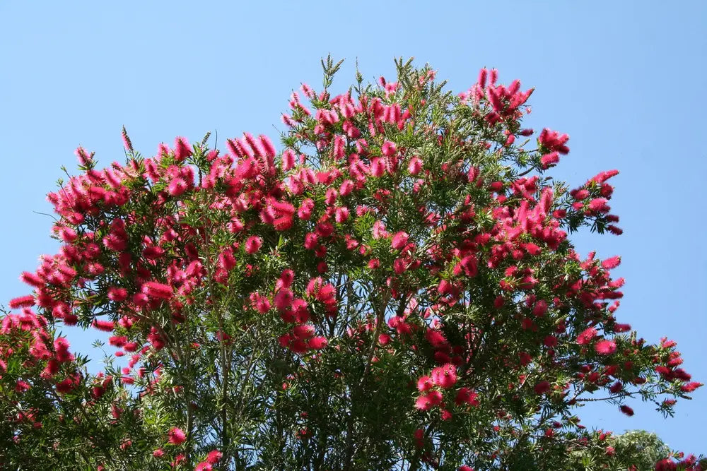 Callistemon 'Western Glory' (Bottlebrush 'Western Glory')