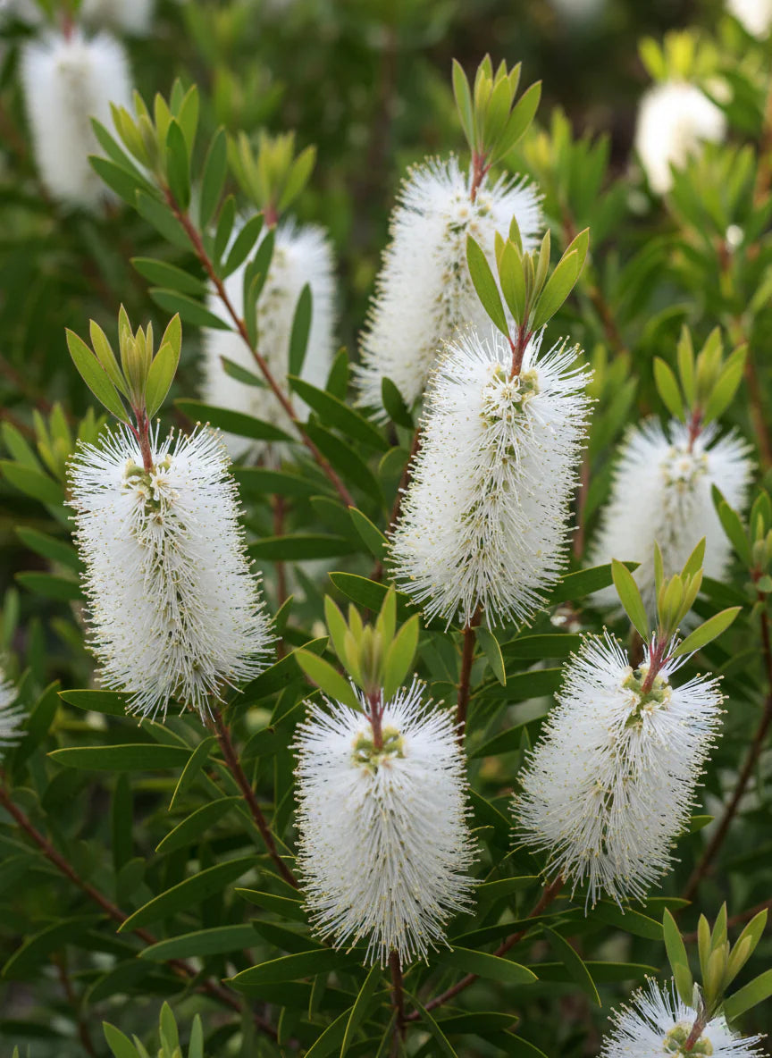 Callistemon Spp. ‘CNU07’ Snow Burst™ (Snow Burst Bottlebrush)