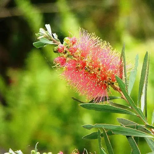 Callistemon 'Pink Champagne' (Pink Champagne Bottlebrush)