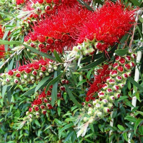 Callistemon Wildfire (Wildfire Bottlebrush)