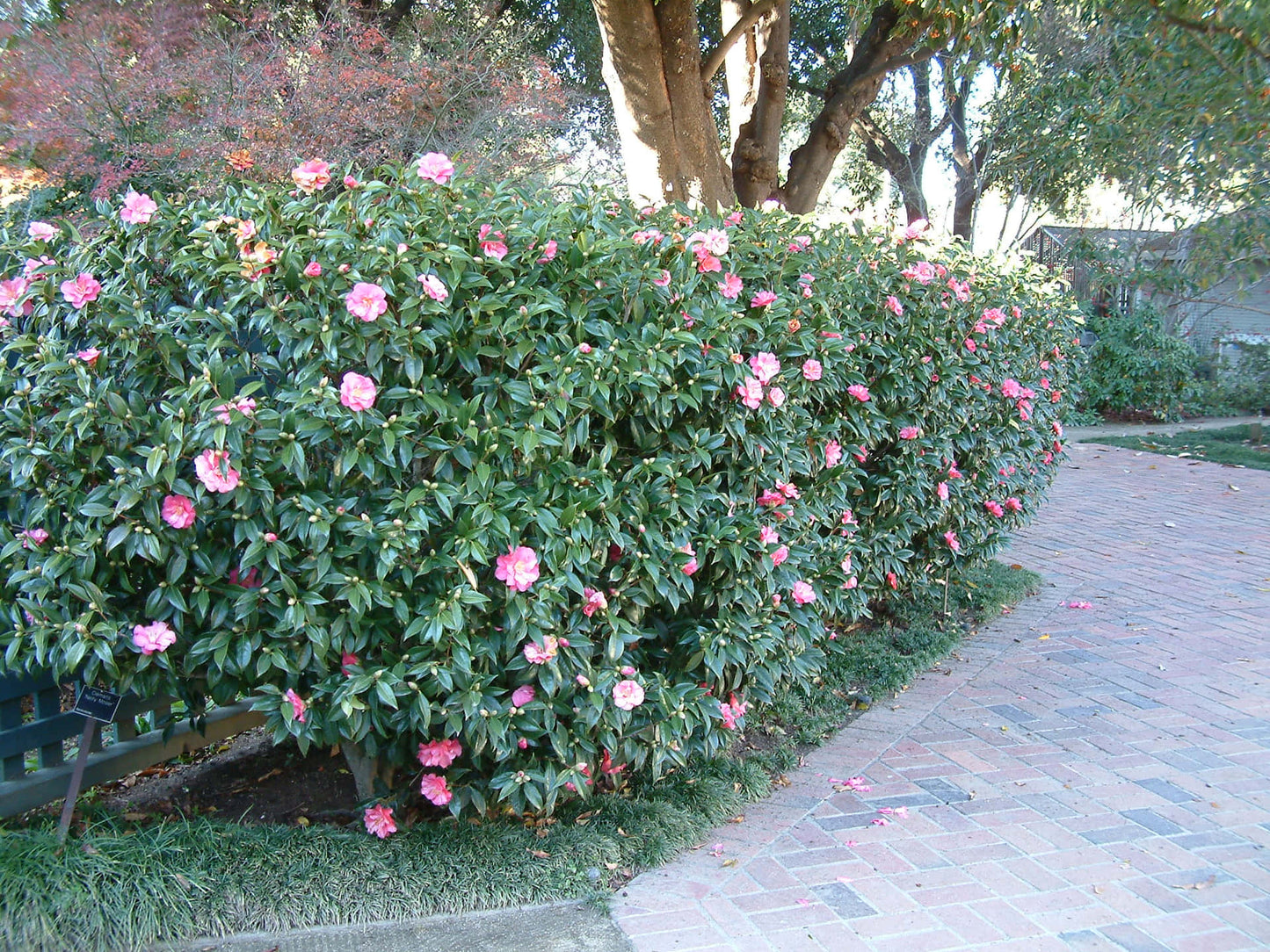 Camellia Sasanqua 'Jean May'