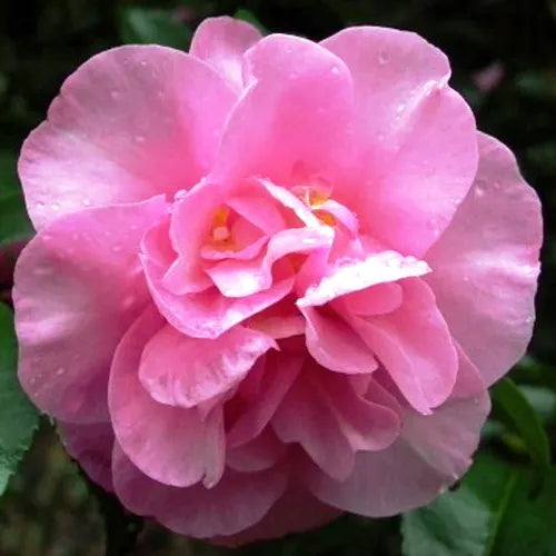 Camellia Sasanqua 'Jennifer Susan'