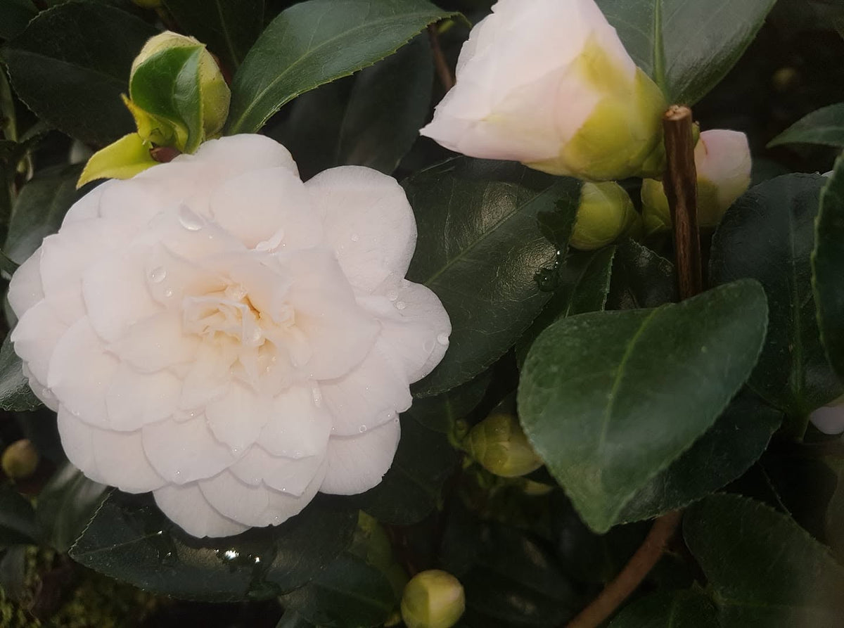 Camellia Japonica ‘Susan Stone’ (Japanese Camellia)