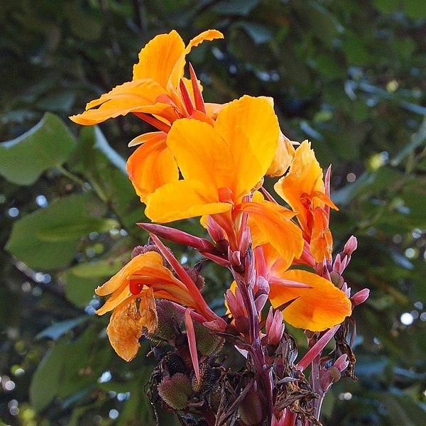 Canna Orchioides (Australia Series)