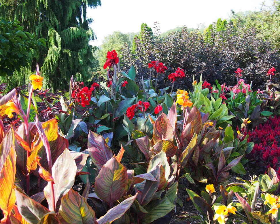 Canna Durban (Canna indica)