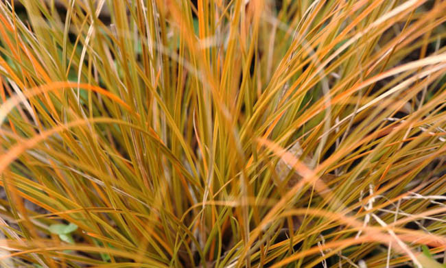 Carex Testacea (Orange Sedge)
