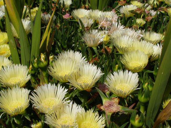 Carpobrotus edulis (Yellow Pigface)