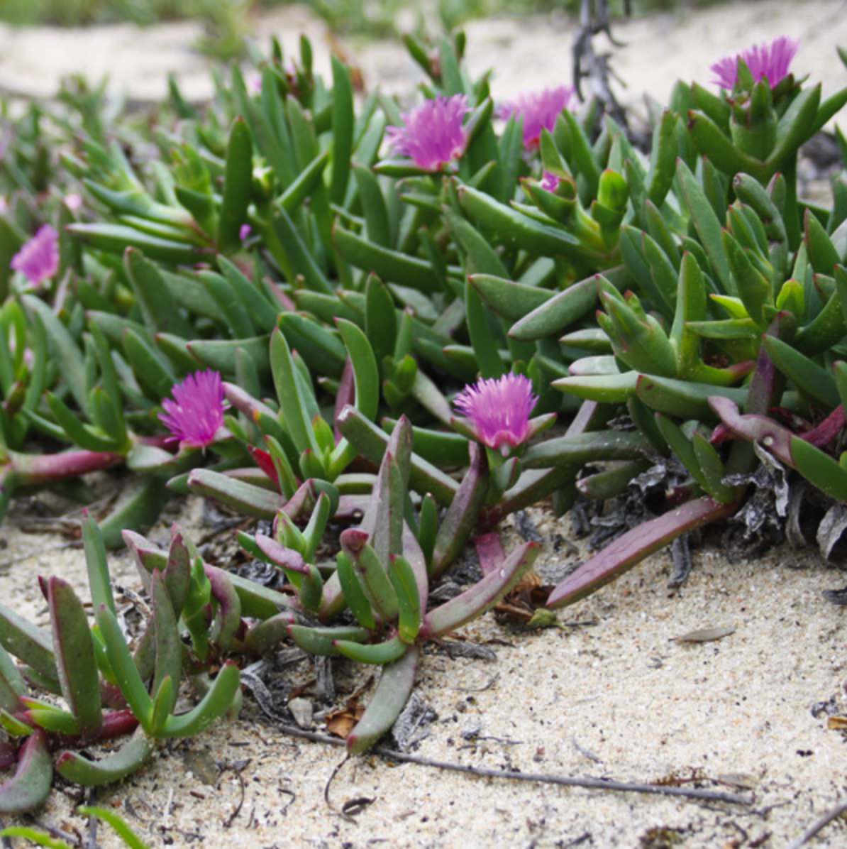 Carpobrotus Glaucescens (Purple Pigface)