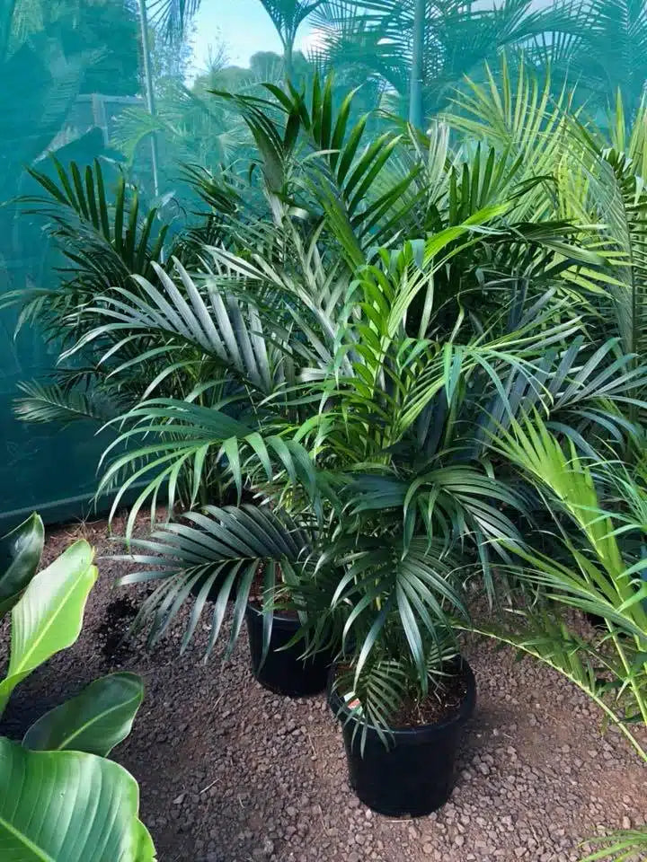 Chamaedorea atrovirens (Clustered Bamboo Palm)