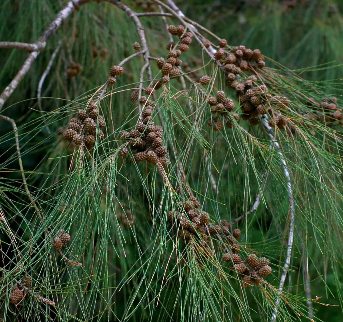 Casuarina Cunninghamiana (River She-Oak)