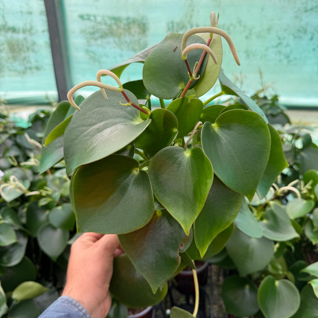 Peperomia polybotrya Coin Leaf