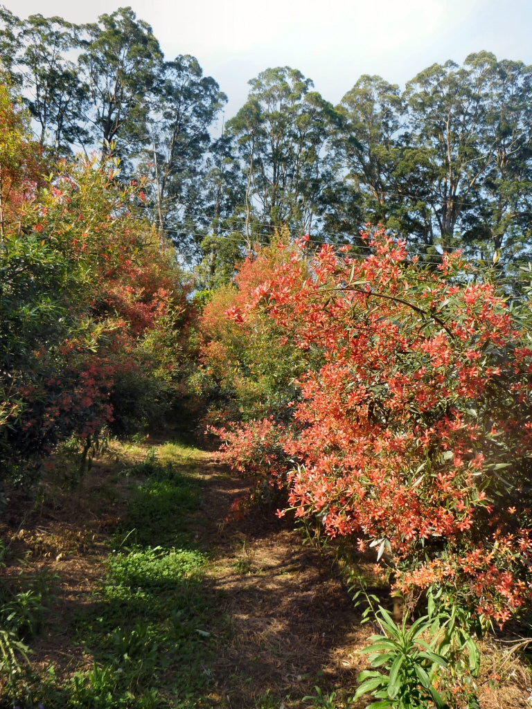 Ceratopetalum Gummiferum Albery’s Red (NSW Christmas Bush)