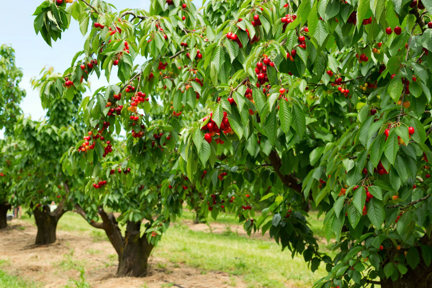 Prunus Avium (Cherry Stella) | SELF FERTILE