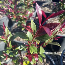 Acmena smithii minor ‘Cherry Black’ – Lilly Pilly