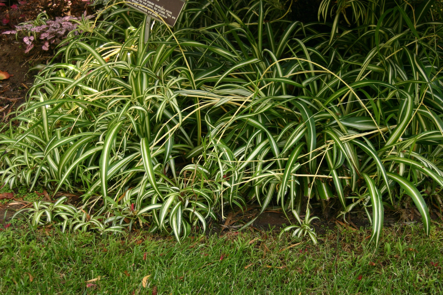 Chlorophytum comosum 'Picturatum' (Spider Plant 'Picturatum')