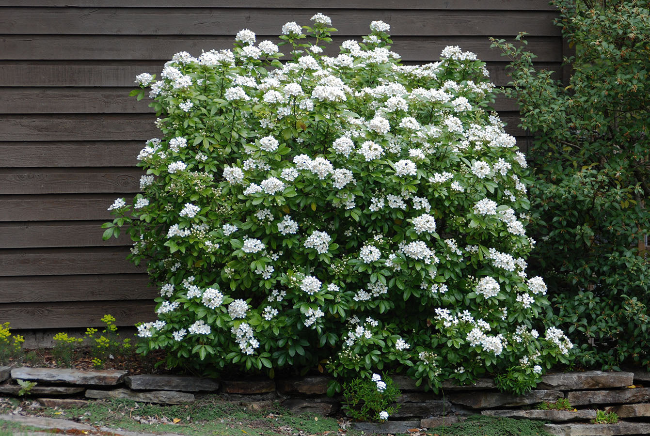 Choisya Ternata (Mexican Orange Blossom)