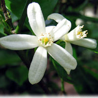 Citrus x microcarpa Espalier (Calamondin Espalier)