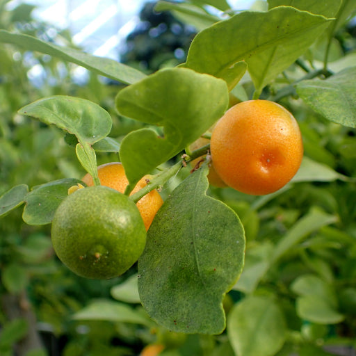Citrus × microcarpa (Calamondin) – Grafted