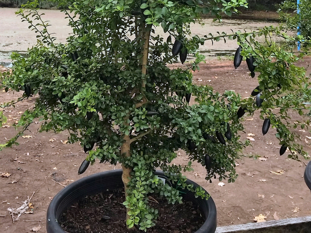 Citrus australasica ‘Judy’s Everbearing’ (Finger Lime)