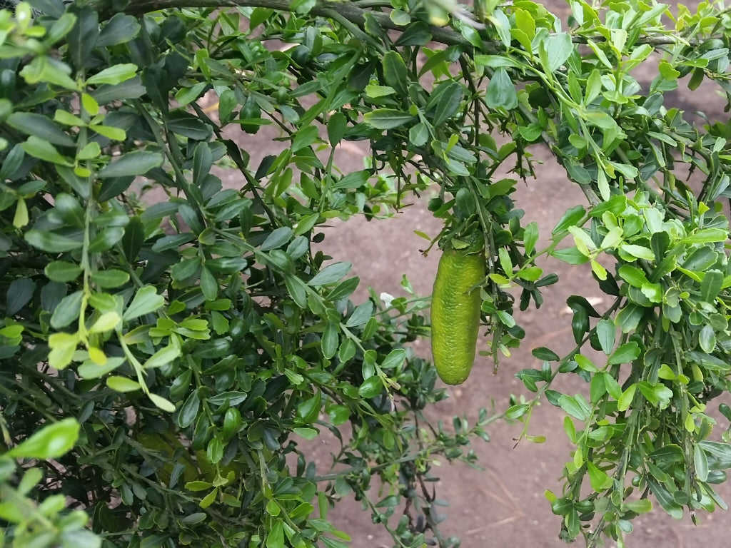 Citrus australasica 'Green Sapphire' (Green Sapphire Finger Lime)