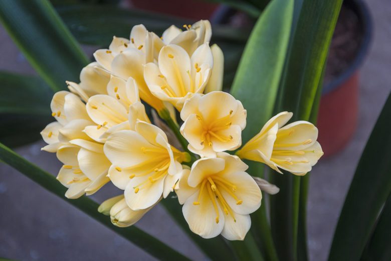 Clivia miniata ‘Yellow’