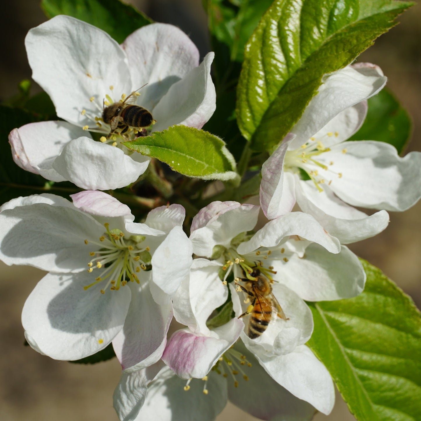 Malus Domestica (Granny Smith Apple)