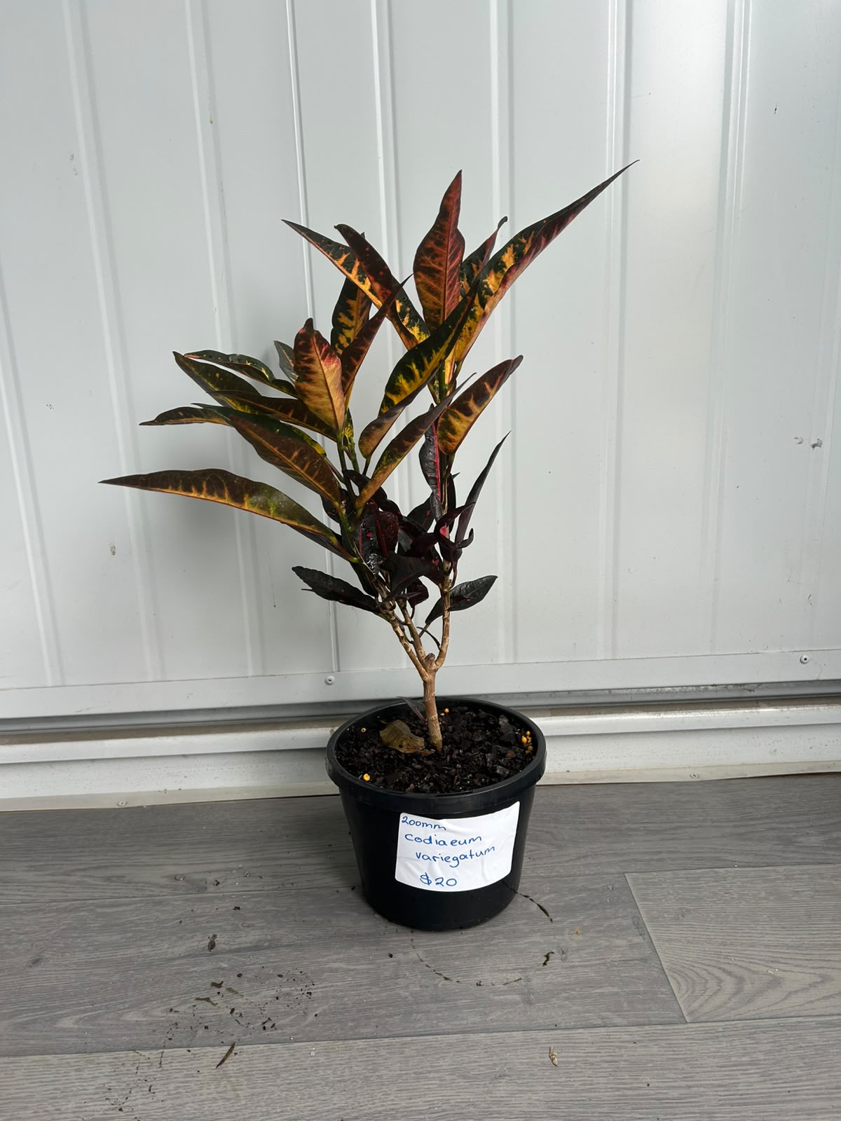 Codiaeum Variegatum (Croton) CLEARANCE