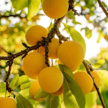 Prunus Domestica 'Coe's Golden Drop' (Coe's Golden Drop Plum)