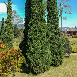 Juniperus Virginiana (Spartan Juniper)