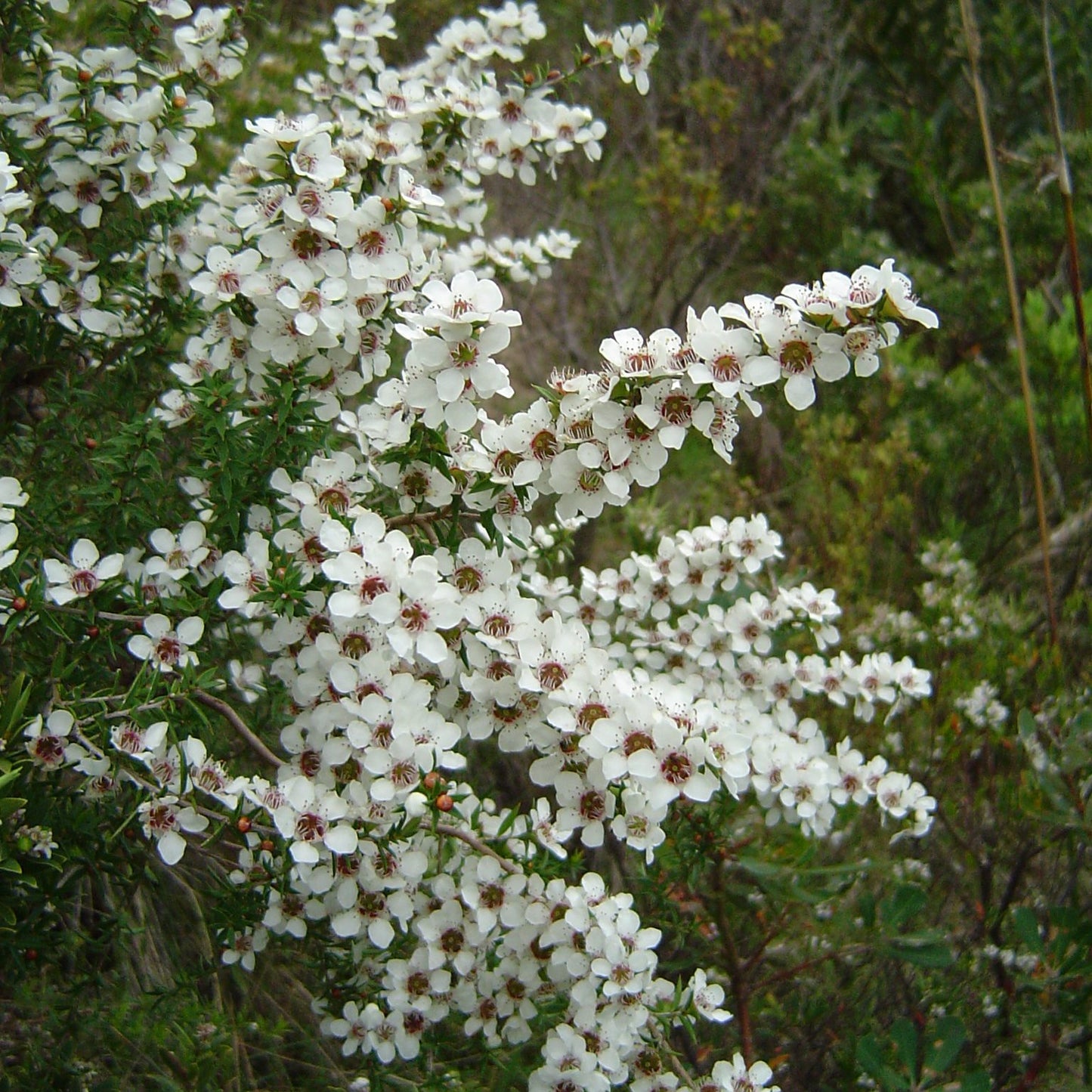 Leptospermum Continentale (Prickly Tea Tree)