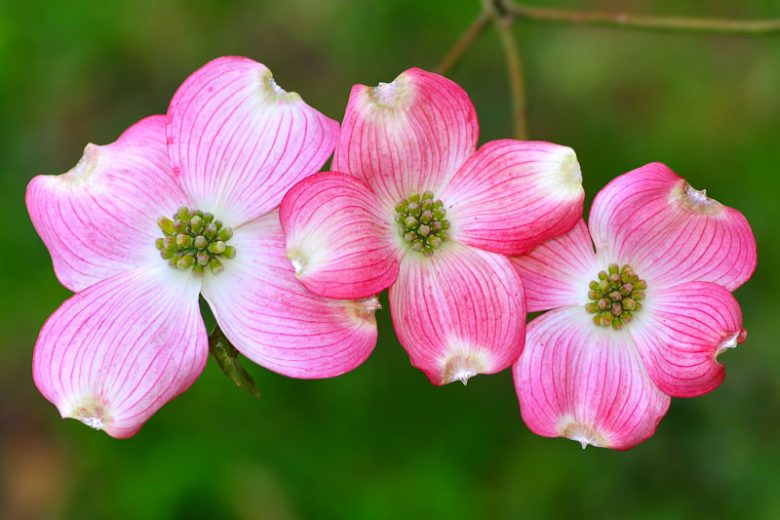 Cornus florida ‘Rubra’ (Pink Flowering Dogwood)