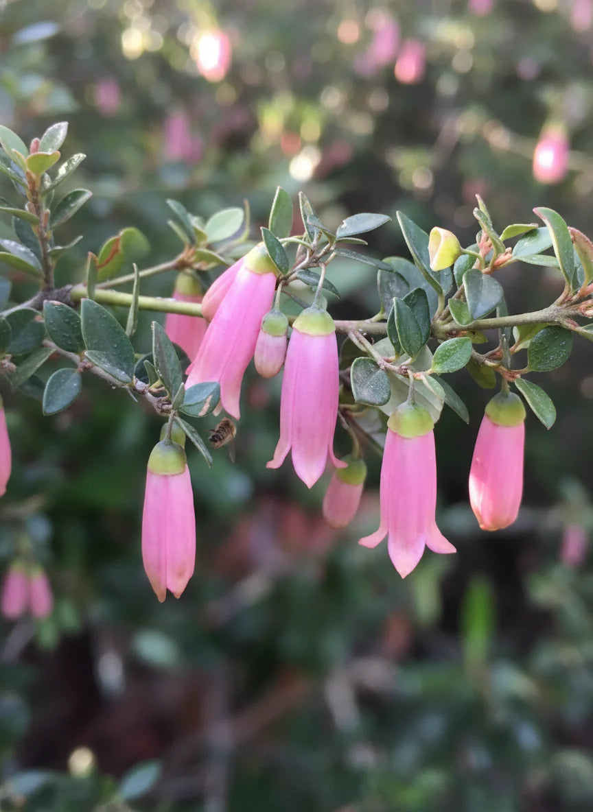 Correa Pulchella ‘Pink Mist’ (Pink Mist Correa)