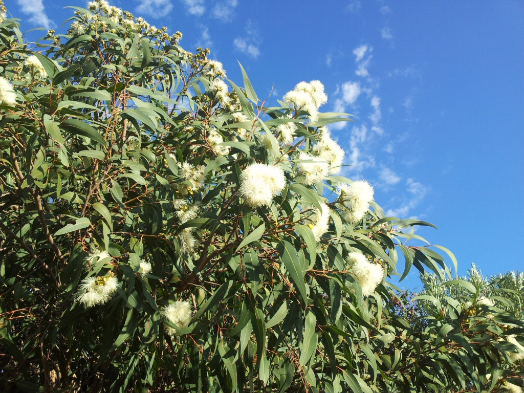 Corymbia Eximia 'Nana' (Dwarf Yellow Bloodwood)
