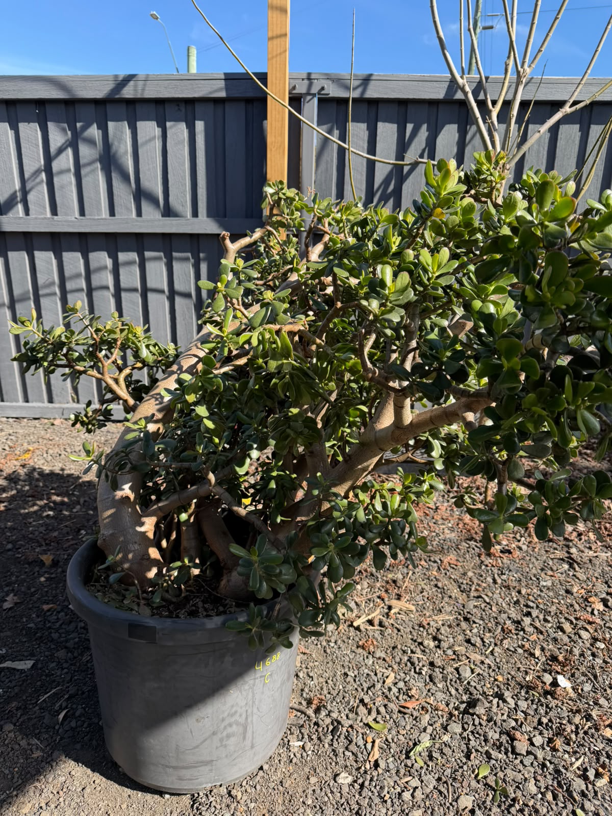 Crassula Ovata (Jade Plant) CLEARANCE