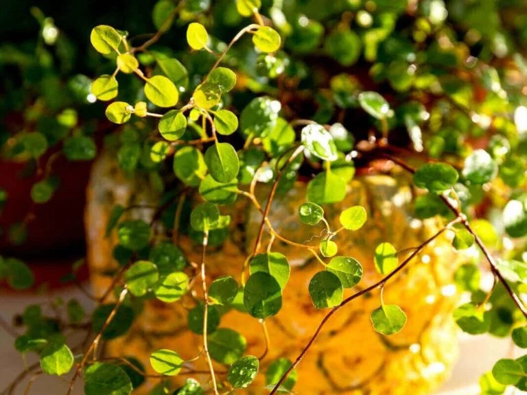 Peperomia Pepperspot – Pepperspot Peperomia