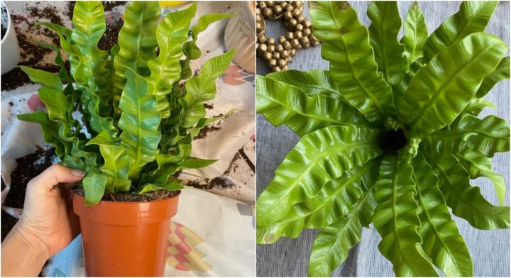 Asplenium nidus ‘Crispy Wave’ (Bird’s Nest Fern)