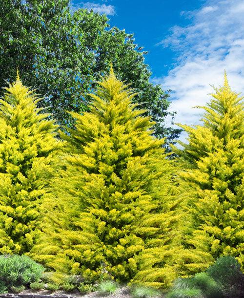 Cupressocyparis Leylandii Gold (Gold Rider Cypress)