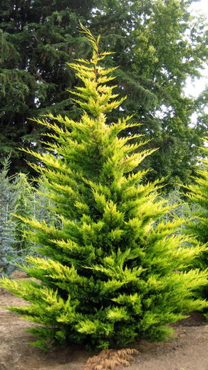 Cupressocyparis Leylandii Gold (Gold Rider Cypress)