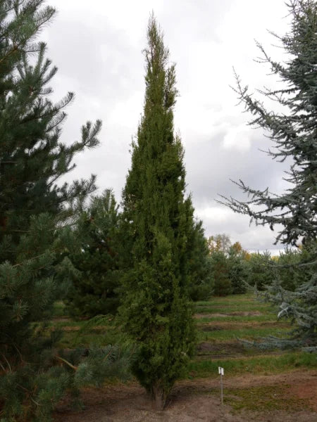 Cupressus sempervirens Stricta (Italian Cypress Stricta )