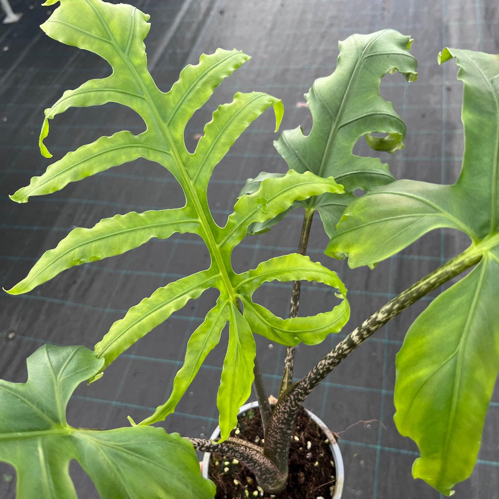 Alocasia ‘Pink Princess’ (Elephant Ear)