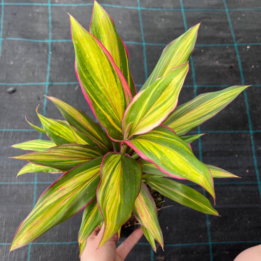 Cordyline Fruticosa 'Kiwi'
