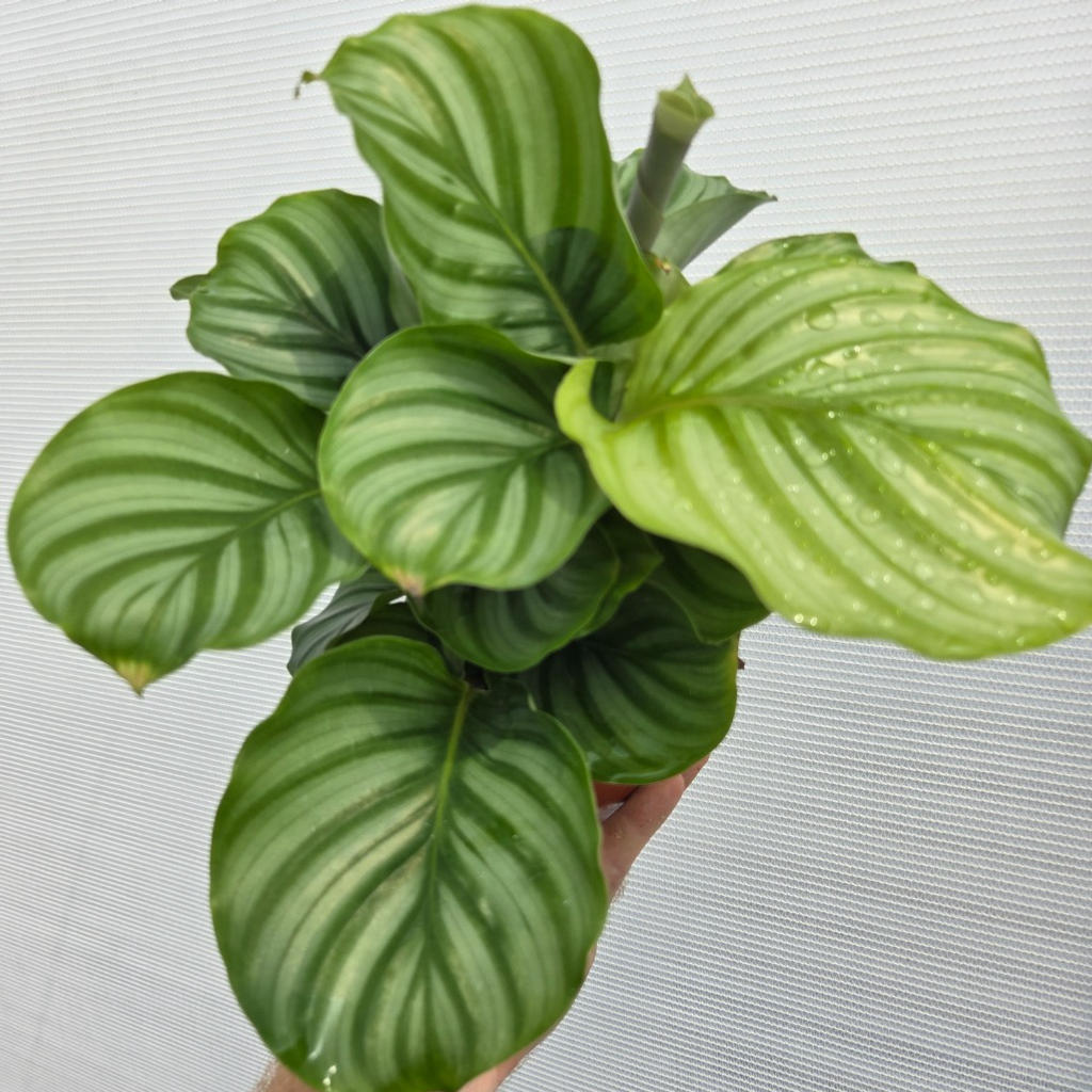 Calathea Orbifolia (Prayer Plant)