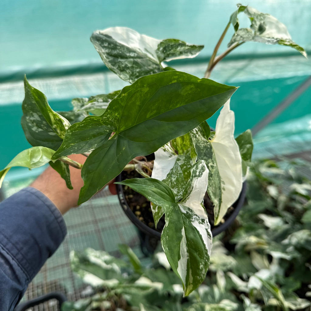 Syngonium podophyllum ‘Albo’ (Variegated Arrowhead Vine)