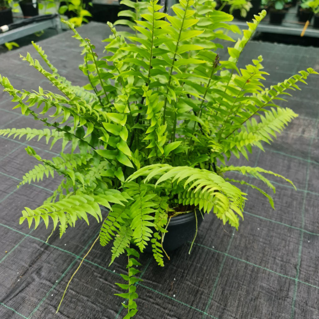 Nephrolepis Biserrata (Macho Hanging Baskets)